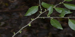 Opilia amentacea